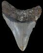 Megalodon Tooth - North Carolina #53736-2